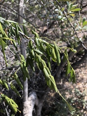 Secamone filiformis
