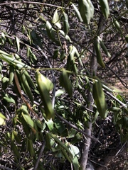 Secamone filiformis