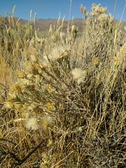Tetradymia canescens