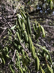 Secamone filiformis