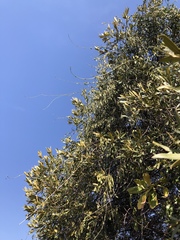 Secamone filiformis