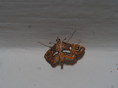Paracymoriza cataclystalis