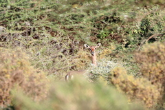 Dibatag photo 3