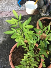 Ohwia caudata
