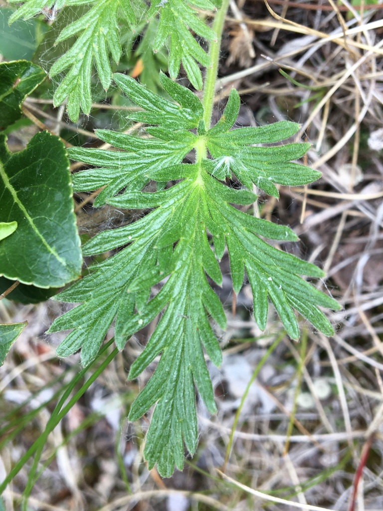 Coast cinquefoil