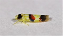 Erythroneura integra