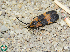 Correbidia calopteridia