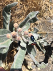 Chrysochus cobaltinus