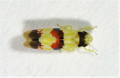 Erythroneura integra