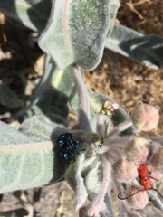 Chrysochus cobaltinus