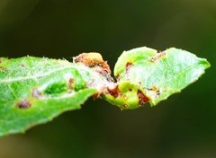 Liothrips ilex