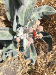 Chrysochus cobaltinus