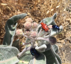 Chrysochus cobaltinus