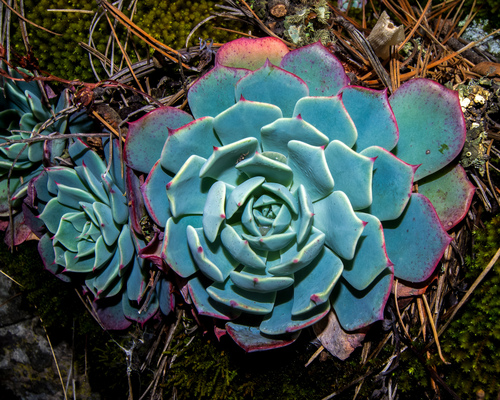 Foto de Glauca