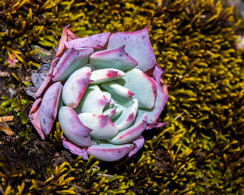 Foto de Glauca