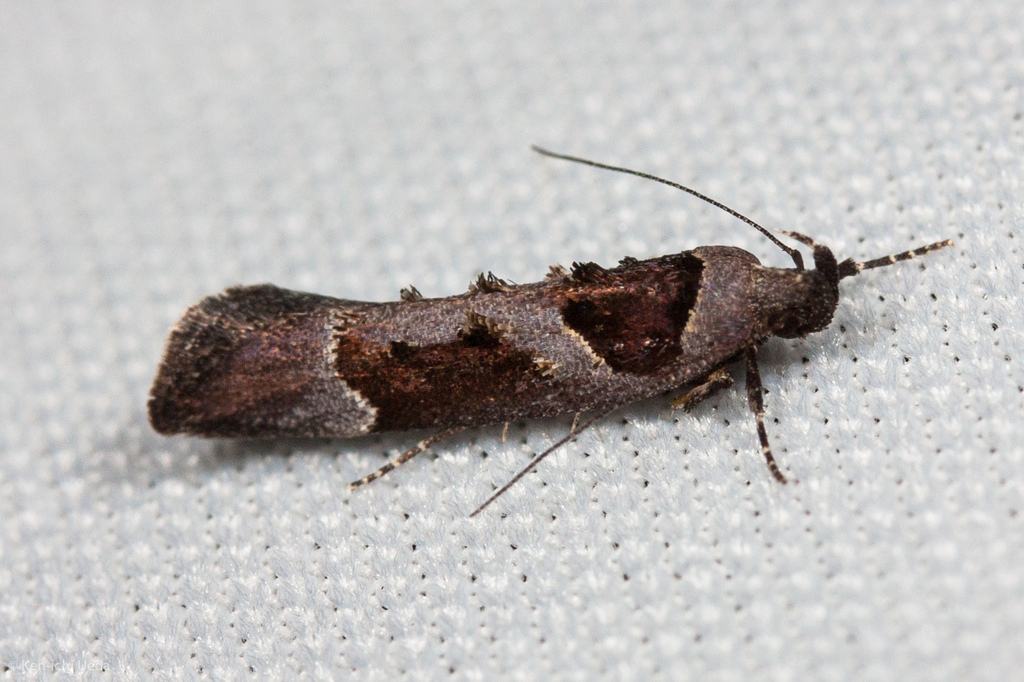 Pseudochelaria scabrella