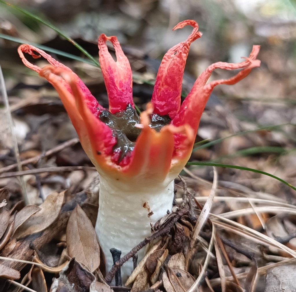 Aseroe rubra · February 2025 · photo: © jonas75444 (iNaturalist, cc-by)