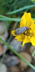 Epicauta atrata