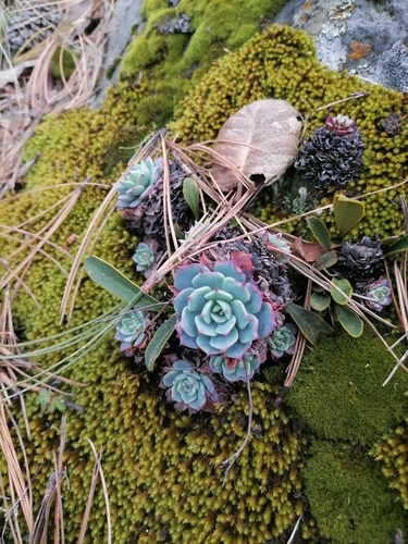 Foto de Glauca