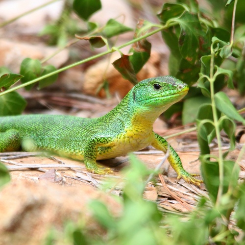 Balkan Green Lizard, photo 5 of 10
