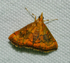 Pyrausta rubricalis
