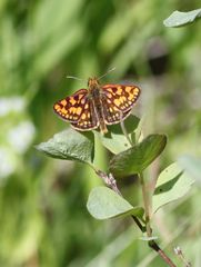 Carterocephalus skada