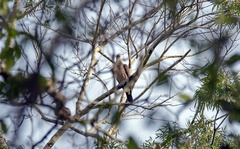 Patagioenas speciosa