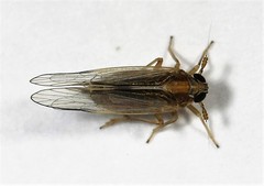 Muellerianella laminalis