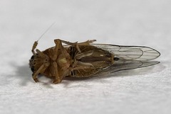 Muellerianella laminalis