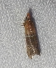 Moodna pallidostrinella