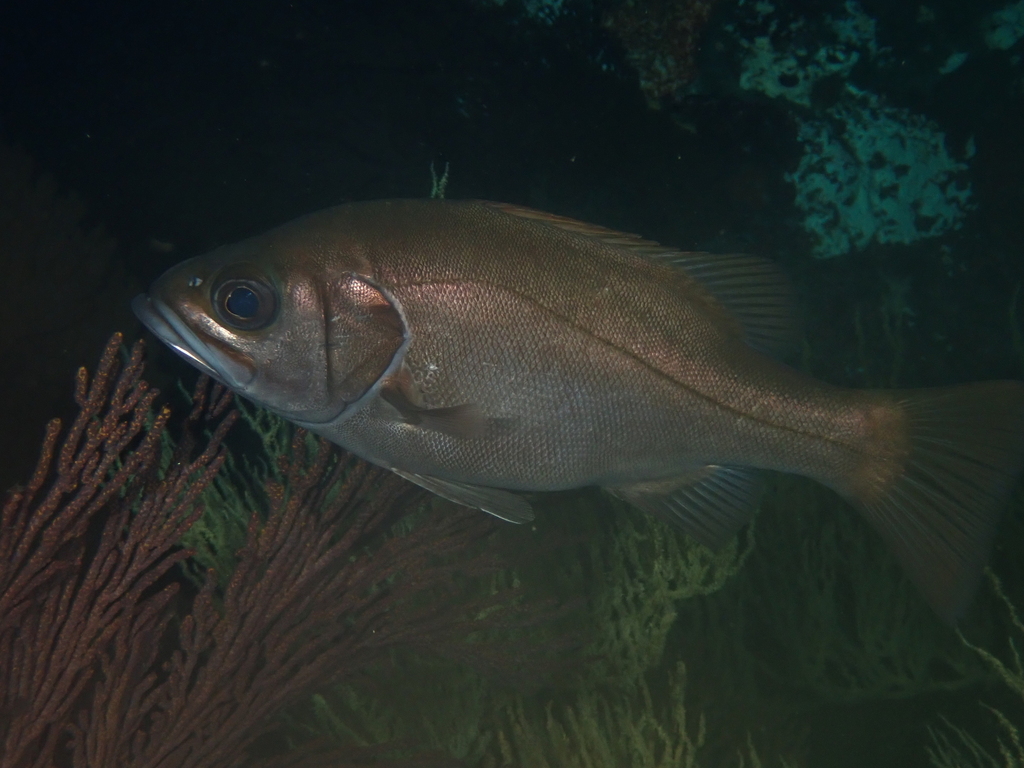 Grape-eye seabass (Hemilutjanus macrophthalmos) — Serranidae