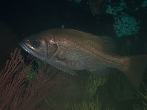 Grape-eye seabass (Hemilutjanus macrophthalmos) — Serranidae