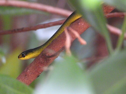 Common Tree Snake sighting