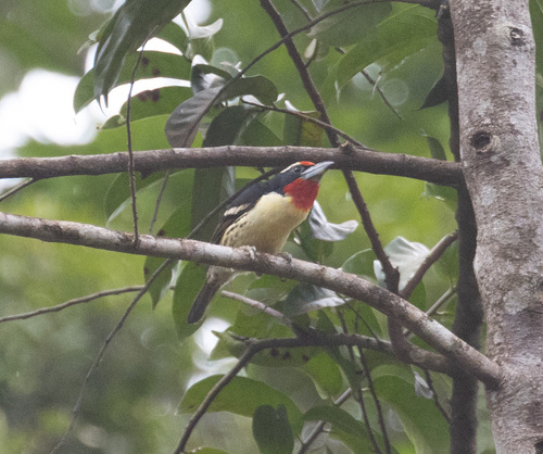 Black-spotted Barbet (Capito niger)