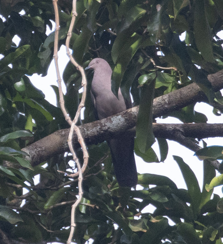Plumbeous Pigeon (Patagioenas plumbea), photo 6