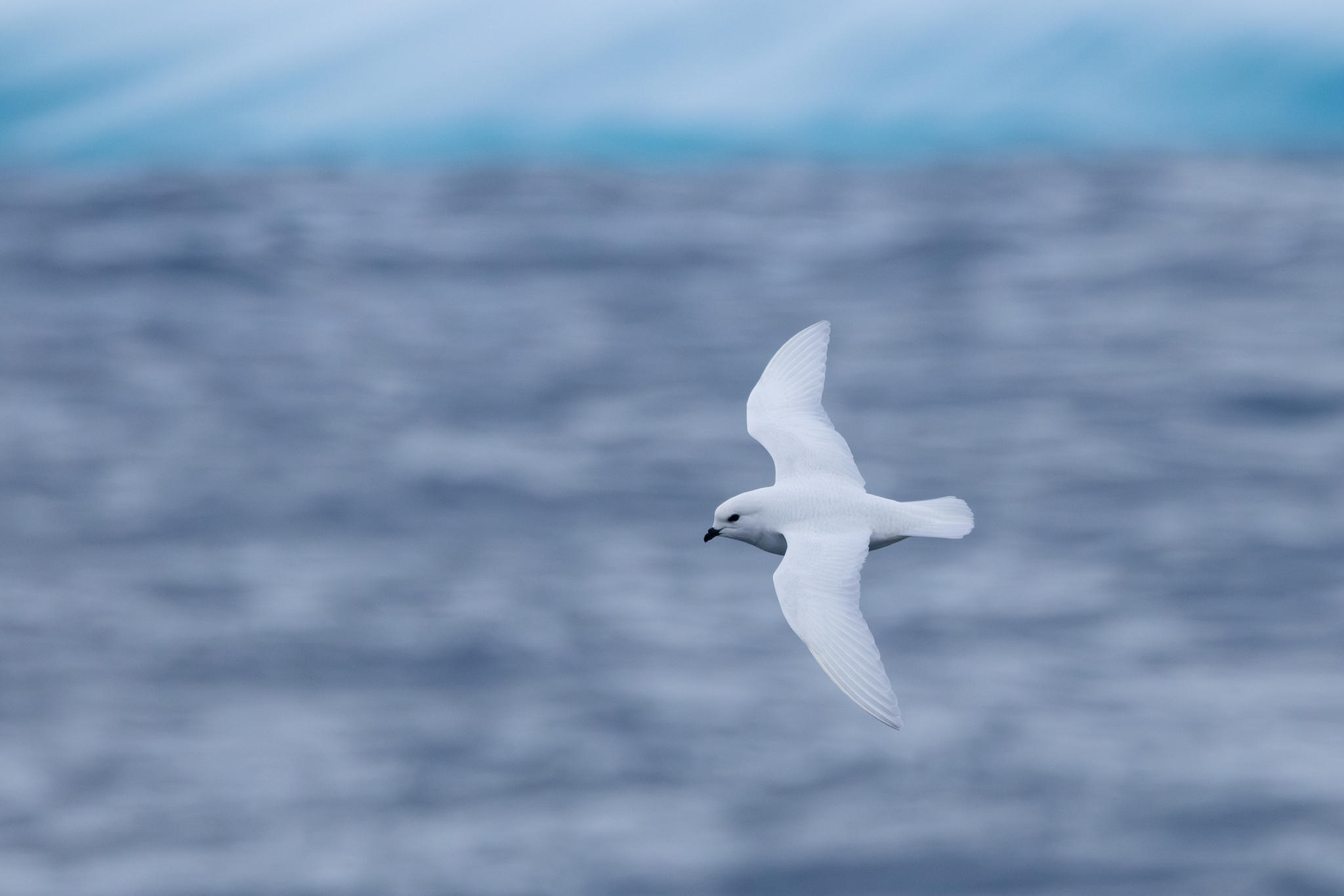 Snow Petrel illustration