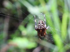 Neoscona menghaiensis