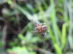 Neoscona menghaiensis