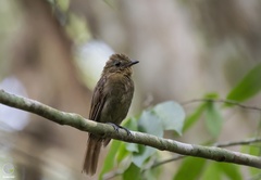 Schiffornis veraepacis