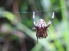 Neoscona menghaiensis