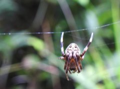 Neoscona menghaiensis