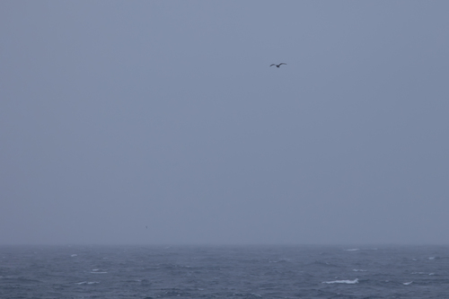 Kerguelen Petrel (Aphrodroma brevirostris), photo 5