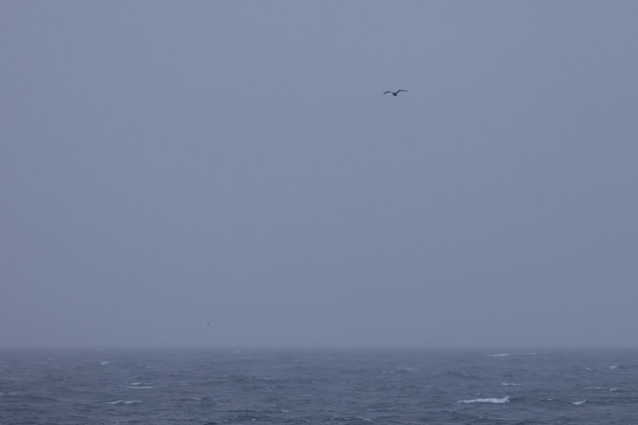 Kerguelen Petrel (Aphrodroma brevirostris), photo 8