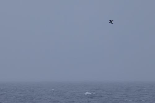 Kerguelen Petrel (Aphrodroma brevirostris), photo 6