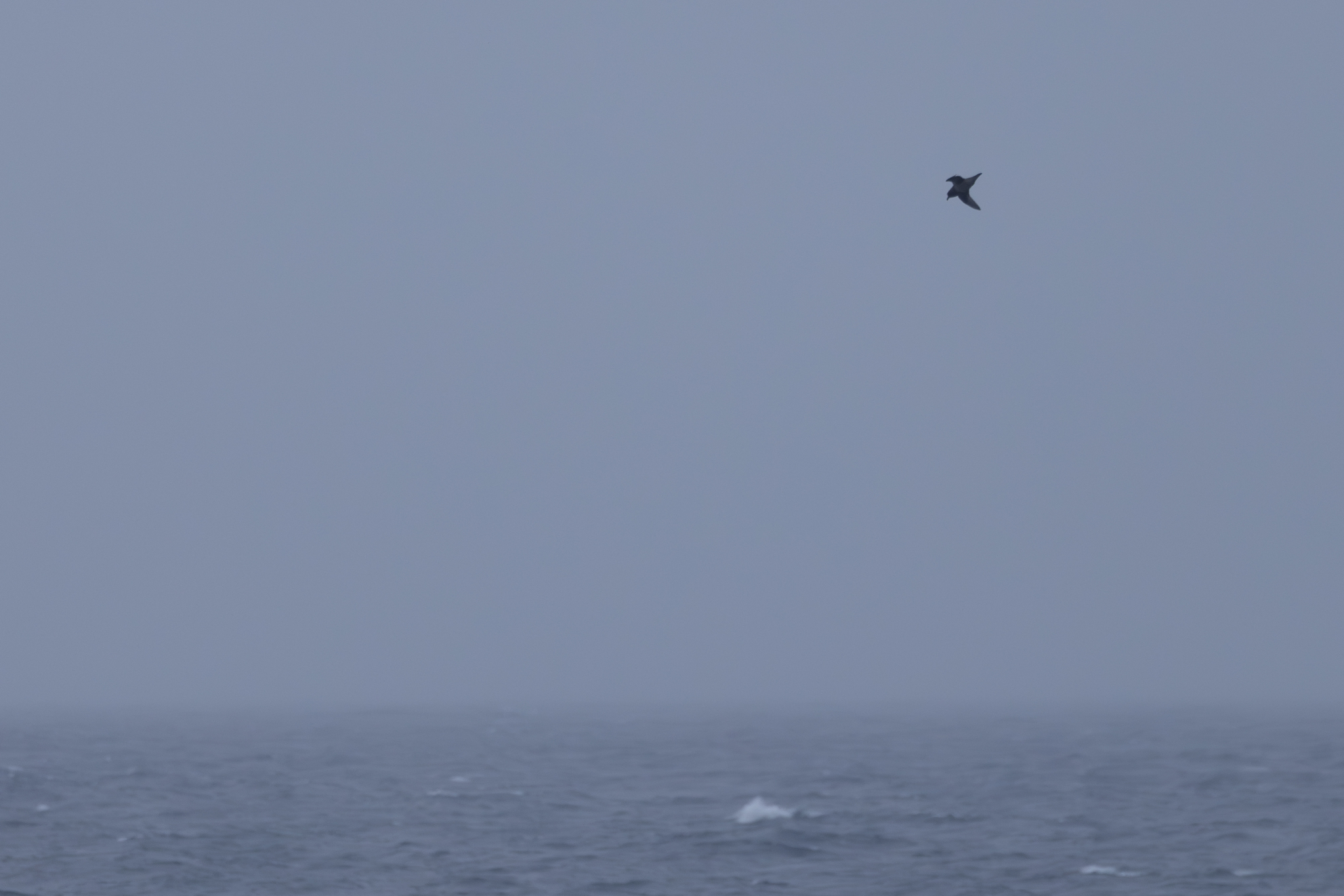 Kerguelen Petrel (Aphrodroma brevirostris), photo 9