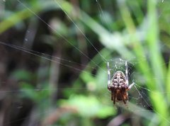 Neoscona menghaiensis