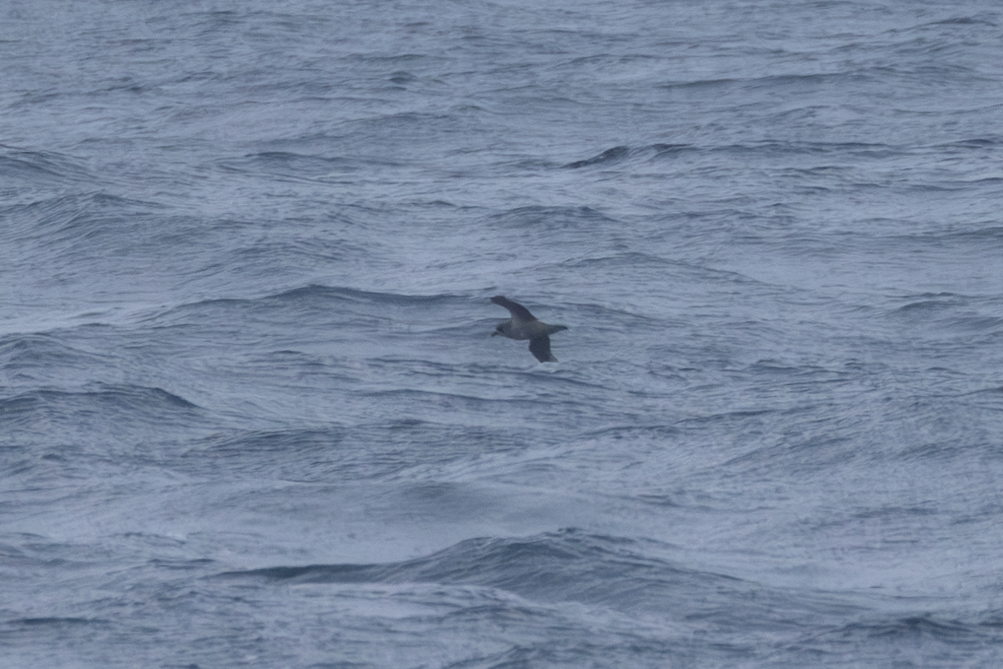 Kerguelen Petrel (Aphrodroma brevirostris), photo 10