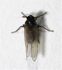 Isodelphax basivitta