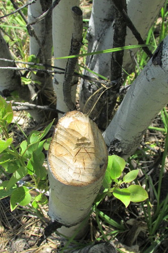 iNaturalist observation photo of American Beaver