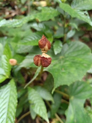Begonia involucrata, photograph 3